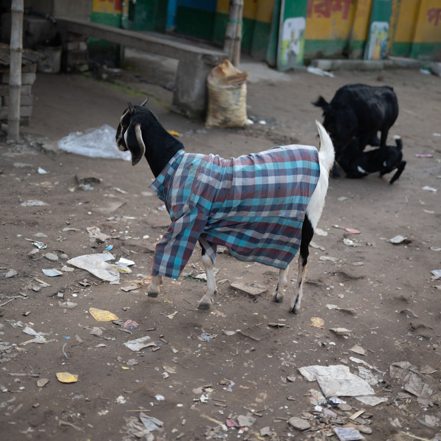 Seeking Treasure in India